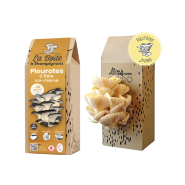 La boite à champignons pleurotes et marc de café DIY