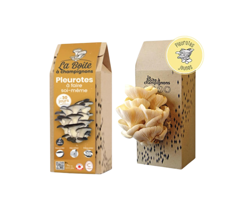La boite à champignons pleurotes et marc de café DIY