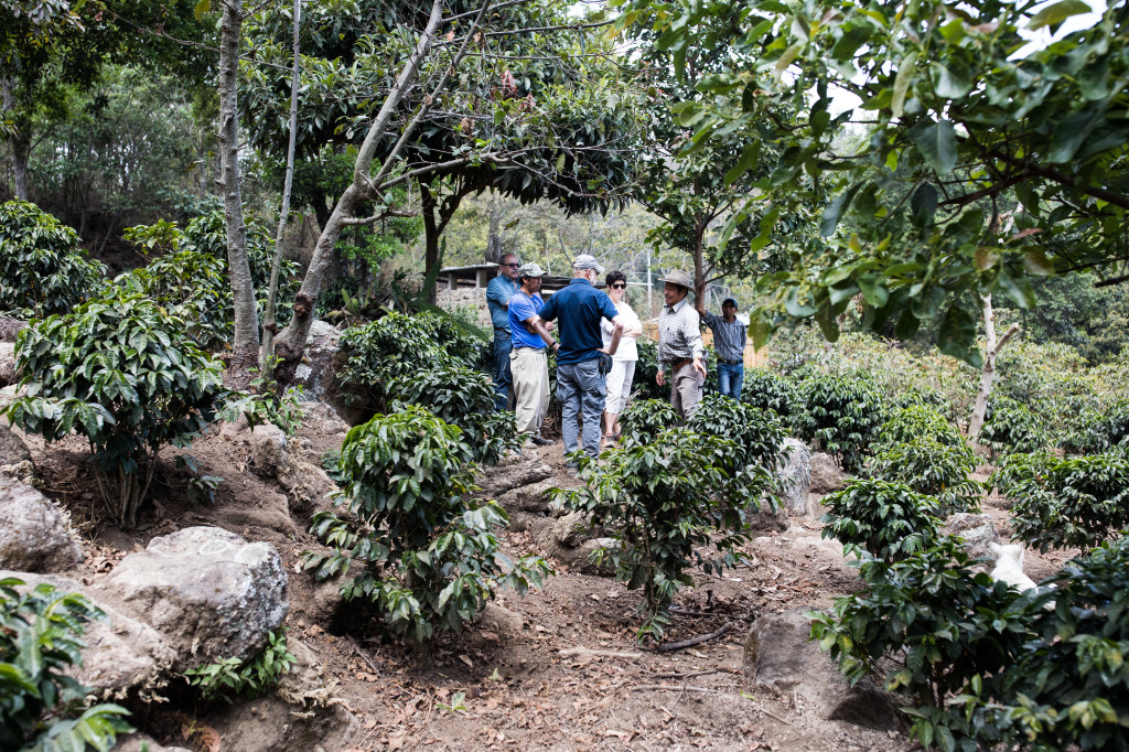 Agroforesterie et biodiversité : comment le café de terroir protège l'ecosystème