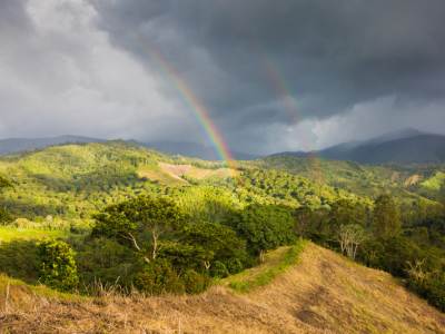 Saisonnalité du café : comprendre la récolte et son impact en tasse