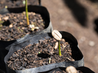Café et variétés de café : comment l’arbre façonne le goût et l’avenir de la fil